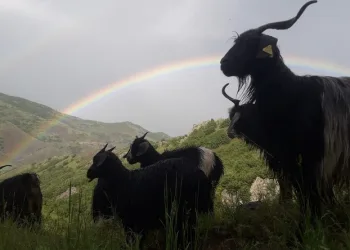 Muş’ta görsel şölen