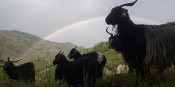 Muş’ta görsel şölen