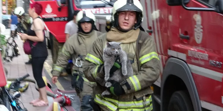 Fatih’te yangında mahsur kalan kedi itfaiye ekiplerince kurtarıldı