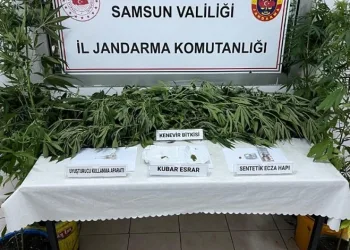 Jandarmadan kenevir operasyonu