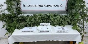 Jandarmadan kenevir operasyonu