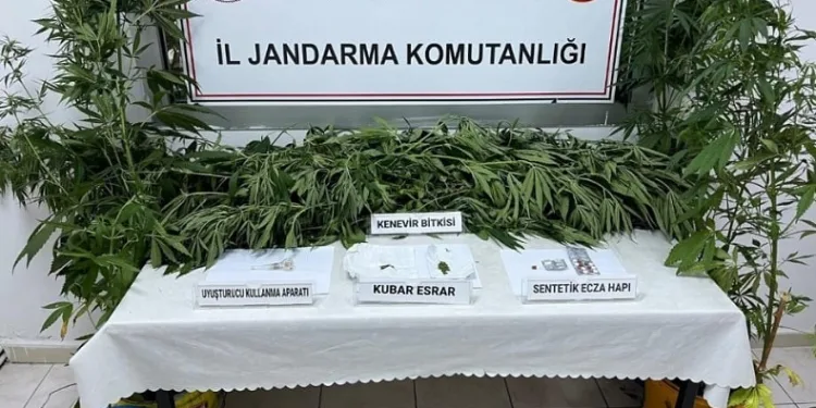 Jandarmadan kenevir operasyonu