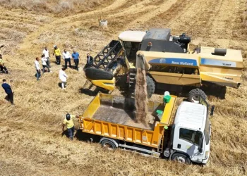 Tarsus’ta yerli tohum buğday hasadı yapıldı