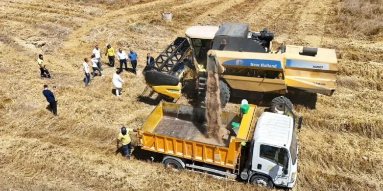 Tarsus’ta yerli tohum buğday hasadı yapıldı