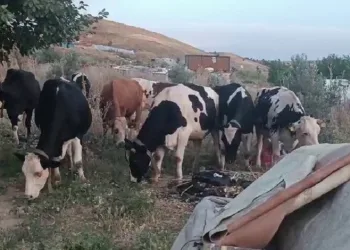 Saman yangınında hayvanlar tahliye edildi