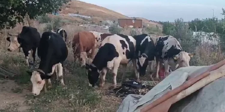 Saman yangınında hayvanlar tahliye edildi