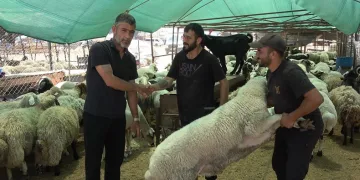 Kurbanlık hayvan pazarlarında hareketlilik başladı