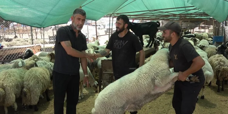 Kurbanlık hayvan pazarlarında hareketlilik başladı