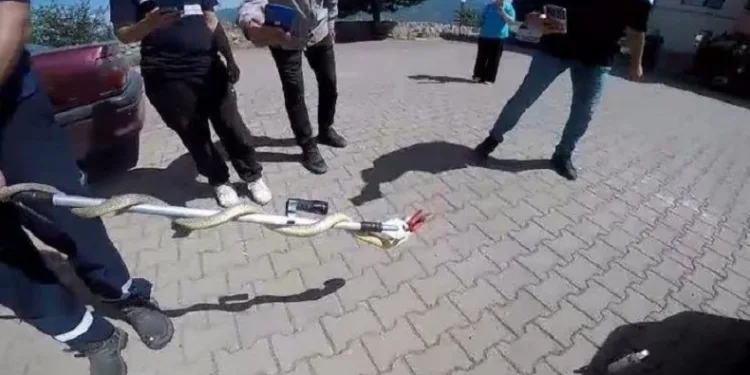 Otomobilin motor kısmına giren yılan paniğe neden oldu