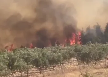Pamukkale’de orman yangını