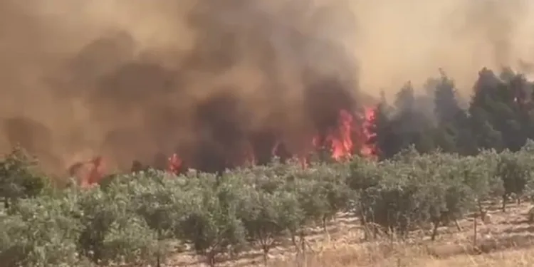 Pamukkale’de orman yangını
