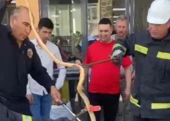 Karapınar’da park halindeki otomobilin altından yılan çıktı