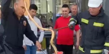 Karapınar’da park halindeki otomobilin altından yılan çıktı