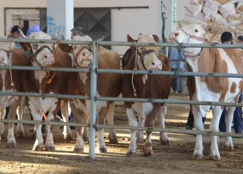Kurban pazarlarında hareketlilik yaşanıyor