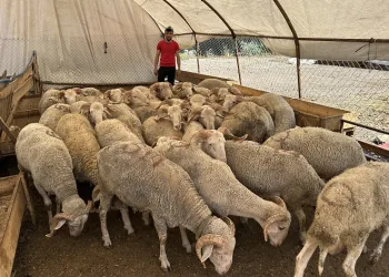 Kızılcahamam’da kurban pazarı kuruldu