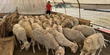 Kızılcahamam’da kurban pazarı kuruldu