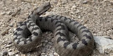 Isırdığında öldüren yılan türü Bolu’da görüntülendi