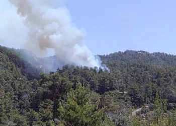 Milas’ta orman yangını
