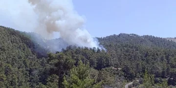 Milas’ta orman yangını