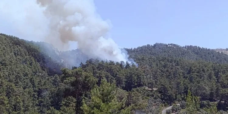 Milas’ta orman yangını