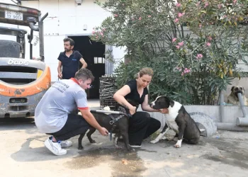 Hayvan barınağı tahliye edildi