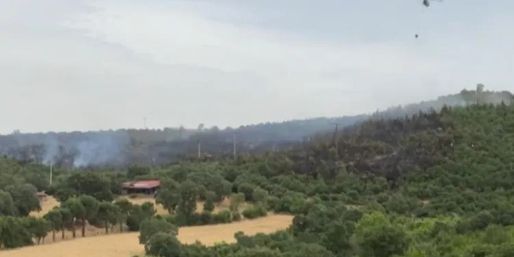 İvrindi’de orman yangını