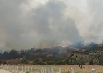 Didim’de zirai alan yangını