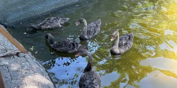 Kuğulu Park’taki yavru kuğular büyüdü