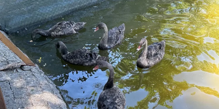 Kuğulu Park’taki yavru kuğular büyüdü