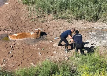Bataklığa saplanan ineği itfaiye kurtardı