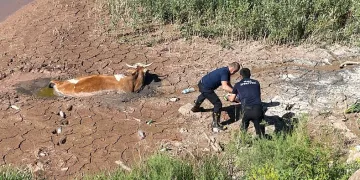 Bataklığa saplanan ineği itfaiye kurtardı