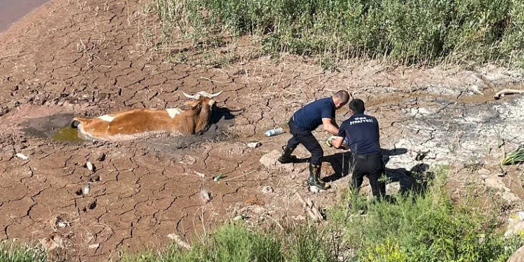 Bataklığa saplanan ineği itfaiye kurtardı