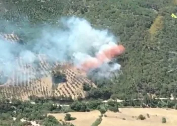 Bergama’da orman yangını