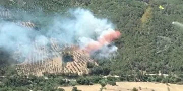 Bergama’da orman yangını