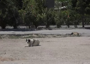 Kuduz şüphesi olan köpeğin testi negatif çıktı