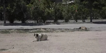 Kuduz şüphesi olan köpeğin testi negatif çıktı