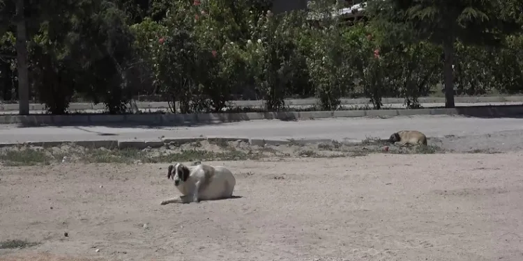 Kuduz şüphesi olan köpeğin testi negatif çıktı