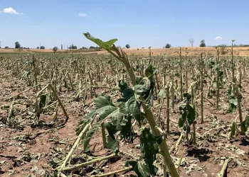 Kırklareli’nde yaşanan dolunun hasar tespiti tamamlandı: 150 dekar tarım alanı zarar gördü