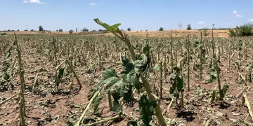 Kırklareli’nde yaşanan dolunun hasar tespiti tamamlandı: 150 dekar tarım alanı zarar gördü