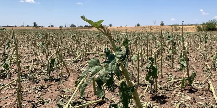 Kırklareli’nde yaşanan dolunun hasar tespiti tamamlandı: 150 dekar tarım alanı zarar gördü