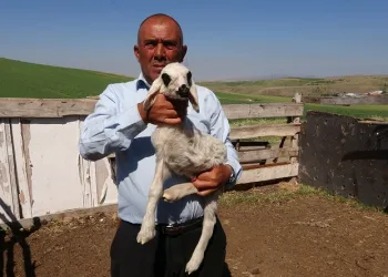 Üç bacaklı kuzu hayrete düşürdü