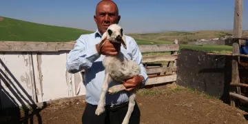 Üç bacaklı kuzu hayrete düşürdü