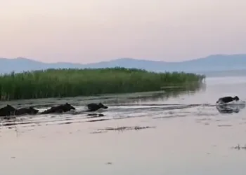 Sazlık içindeki yaban domuz sürüsü görüntüledi