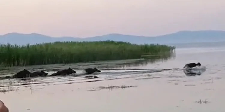 Sazlık içindeki yaban domuz sürüsü görüntüledi