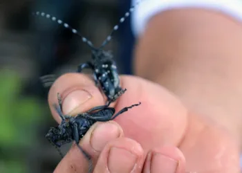 Muğla’da ilk defa görüldü, ekipler alarma geçti