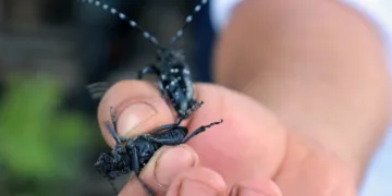 Muğla’da ilk defa görüldü, ekipler alarma geçti
