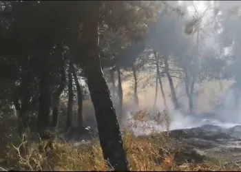 Savaştepe’de arazi yangını ormana sıçradı