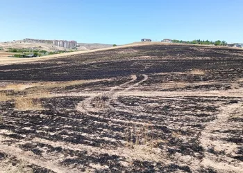 Çöpten çıkan yangın 300 dönümlük ekili araziyi küle çevirdi