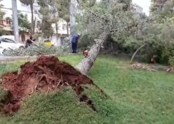 Şiddetli rüzgar çatıları uçurdu, ağaçları kökünden söktü