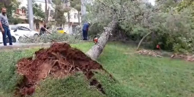 Şiddetli rüzgar çatıları uçurdu, ağaçları kökünden söktü